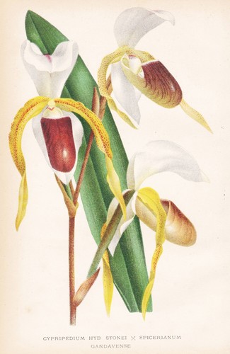 Cypripedium stonei spicerianum - stonei,