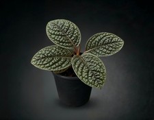 NatureHolic Labisia sp. Dino