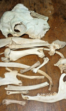 Echte tier knochen hexen - tier,