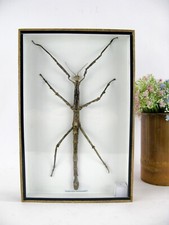 Echtes exotisches Insekt -3D