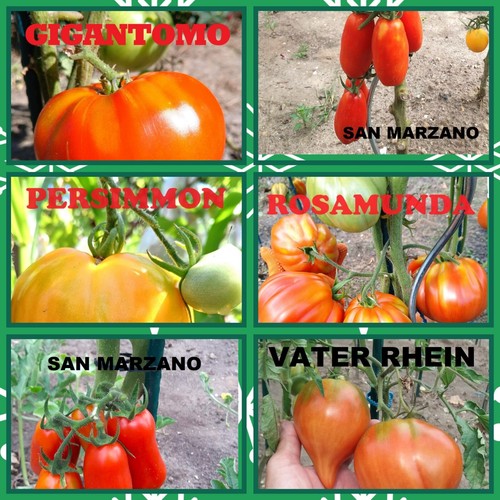 Tomaten samen sorten - samen, v.