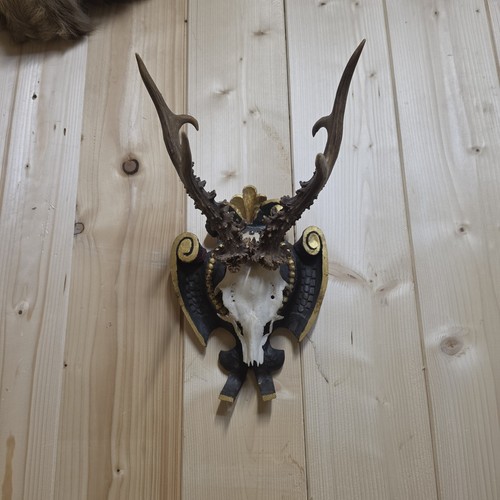 Rehbock geweih auf - geweih,