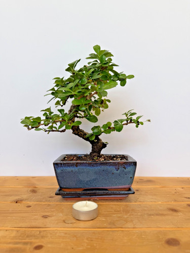 Zimmerbonsai fukientee - zimmerbonsai,