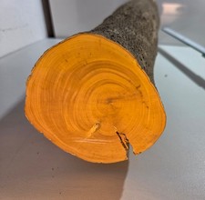 1 Stamm Drechselholz Buchsbaum