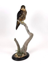 BAUMFALKE +Cites Tierpräparat