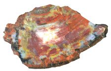 XL versteinertes Holz von Arizona USA - schöne Farben & schöne Maserung - TOP !!