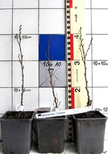 Betula pendula "Fastigiata"