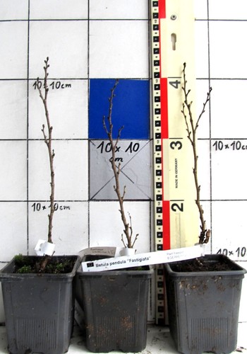 Betula pendula fastigiata - pendula, "fastigiata"