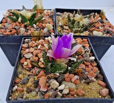 Kakteen – Kaktus –