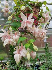 Fuchsie pink marshmallow weiß - fuchsie,