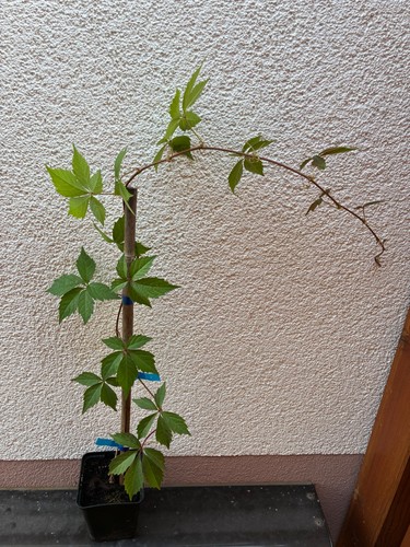 Jungfernrebe wilder wein - jungfernrebe,,