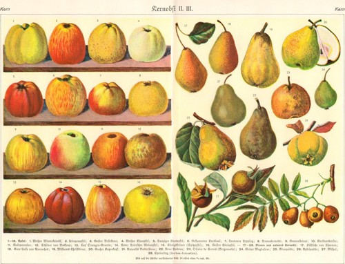 Verschiedene apfel und - verschiedene,