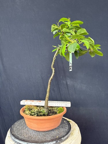 Traubenkirsche bonsai - traubenkirsche,