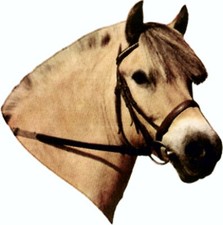 Aufkleber Fjordpferd 125 x 110