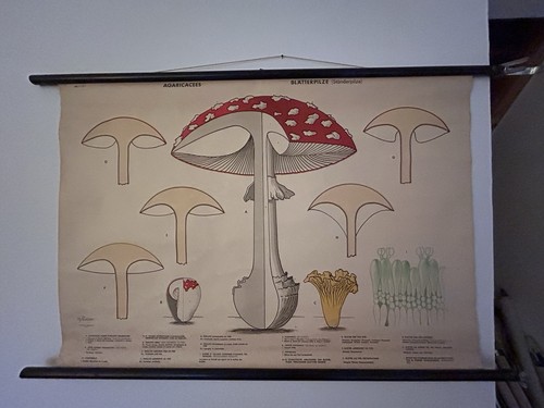 Schulwandkarte blätterpilze - schulwandkarte,