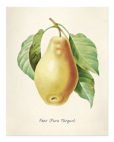 Vintage birnen botanische - vintage,