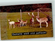 40095943 - 5439 Hof Damwild