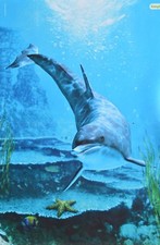 DELFIN - A3 Poster (ca. 42 x