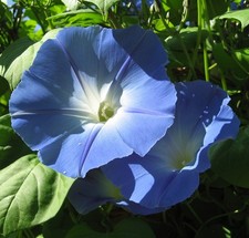 SAMEN Blumen TRICHTERWINDE BLAUE PRUNKWINDE schöne Beet Samen Pflanzensamen