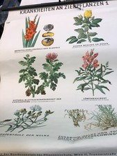 Rollkarte Wandkarte Pflanzen