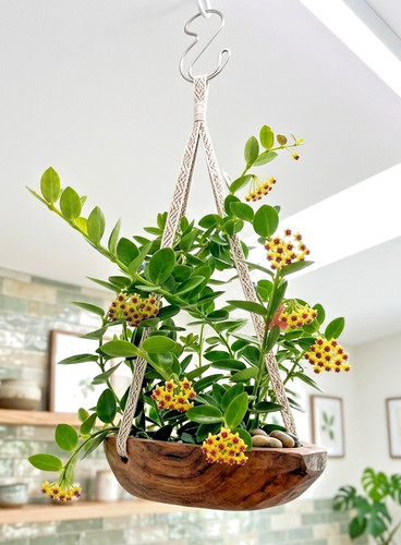 Hoya cumingiana live - cumingiana,