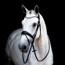Trensenzaum Switch Magic Tack