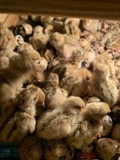 96 Wachteleier Jumbo