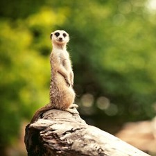 Familienurlaub Darmstadt 3 Tage + Zoo | Hotelgutschein + Frühstück 2P + Kinder