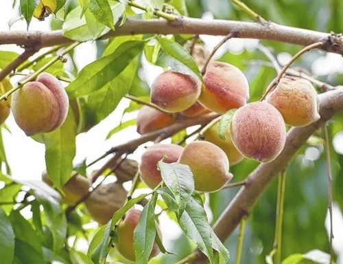Davids pfirsich prunus - pfirsich,