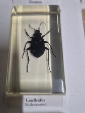 Mini Biester In Acryl