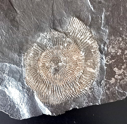 Ammonit fossil holzmaden - ammonit,