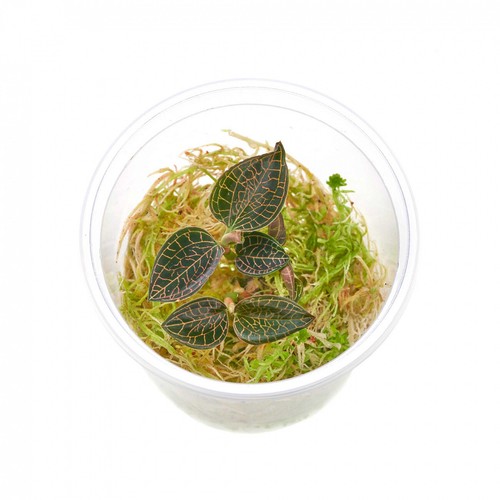 Macodes anoectochilus - macodes,