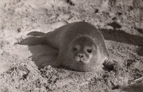 71868 nordsee insel sylt - ak,