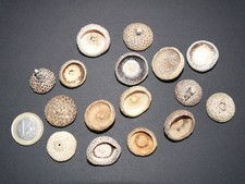 Roteiche Kappen, 30 Stück