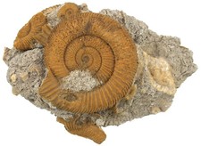 Lias  Schöne Stufe mit