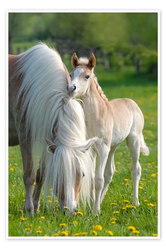 Poster haflinger fohlen mit - fohlen,