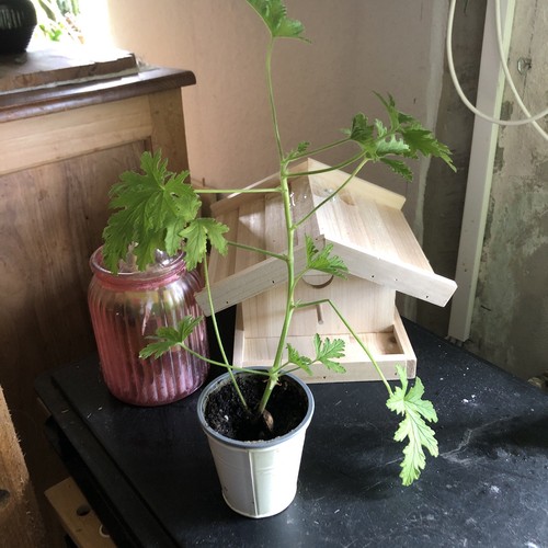 Zitronengeranie pelargonie - zitronengeranie,
