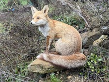 Ausgestopfter Fuchs