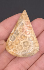 Fossile Koralle Cabochon 35x49x6 mm, 74 Karat, Fancy cut