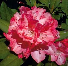 Hochstamm Rhododendron