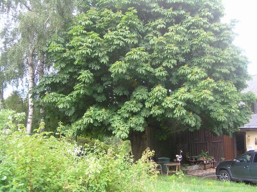 Kastanienbaum-Ableger