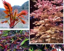 Gemüsebaum Zierbäume Ziersträucher Ziergehölze für den Garten winterhart blühend