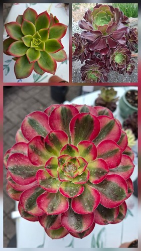 Aeonium set haworthi - set!!!,