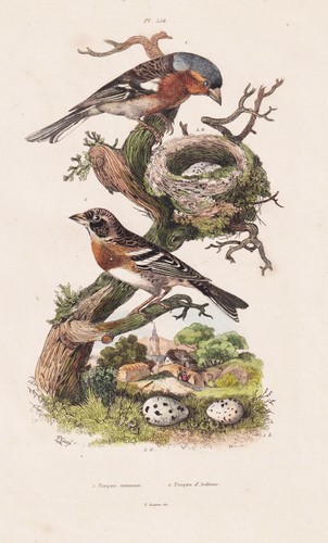 Buchfink fringilla coelebs - buchfink,