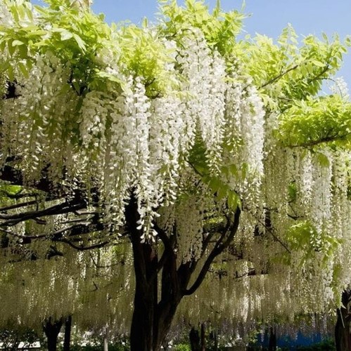Blauregen longissima alba - blauregen, 'longissima