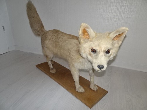 Schöner großer fuchs auf - großer,