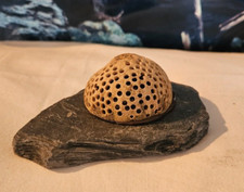 Garnelennuß auf Steinplatte 5cm Bell Cup gelocht Höhle Garnelen Nano Aquarium