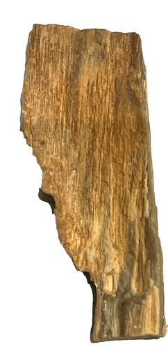 Versteinertes fossiles holz - versteinertes,fossiles,