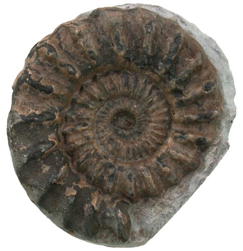 Lias oistoceras figulinum - lias,