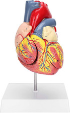 Scientific Menschliches Herz